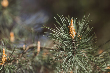 Naklejka na ściany i meble Green young pine cone on a tree at sunset, close-up. A pine branch with green needles and a coniferous cone in summer. Means of alternative medicine.