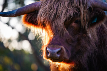 Single highland cow in field in golden afternoon sun close up of face
