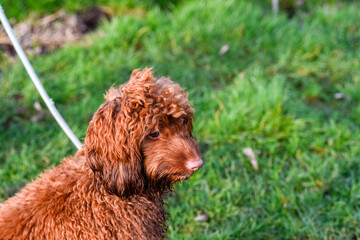 Young cockapoo dog outside for a walk and exercise
