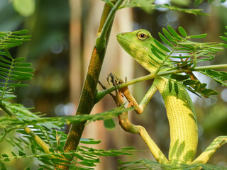 The chameleon is a species of tree lizard from the Agamidae tribe which is widespread in Indonesia