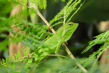 The chameleon is a species of tree lizard from the Agamidae tribe which is widespread in Indonesia