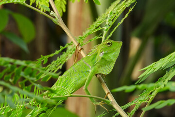The chameleon is a species of tree lizard from the Agamidae tribe which is widespread in Indonesia