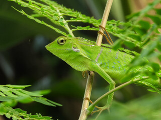 The chameleon is a species of tree lizard from the Agamidae tribe which is widespread in Indonesia