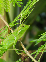 The chameleon is a species of tree lizard from the Agamidae tribe which is widespread in Indonesia