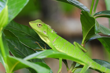 The chameleon is a species of tree lizard from the Agamidae tribe which is widespread in Indonesia