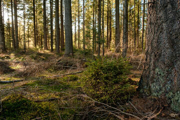 Obraz premium forest in autumn