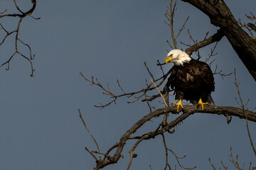 american bald eagle