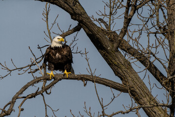 american bald eagle