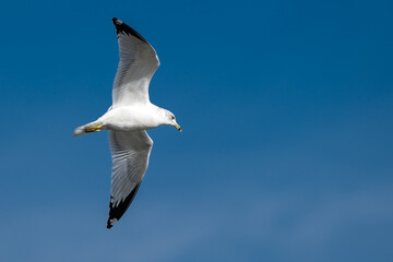 seagull in flight