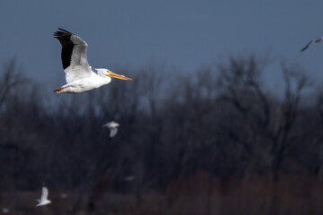 pelican in flight