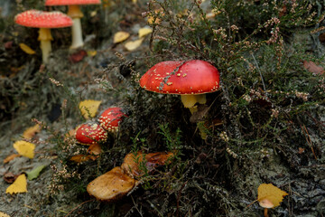 fly mushroom in autumn forest
