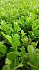 Leaves composing a natural backdrop with green predominance in vertical position