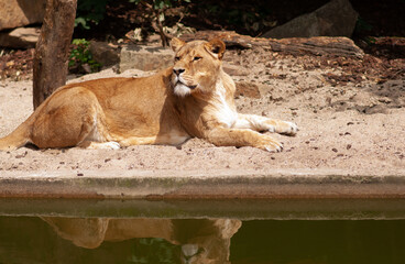 A beautiful lioness lies near the water. Reflection in the water. The lion is resting.