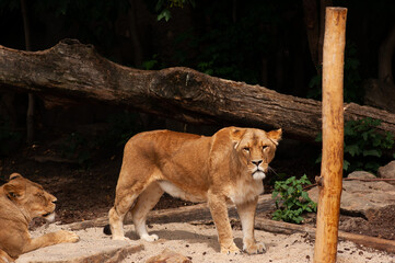  lioness
