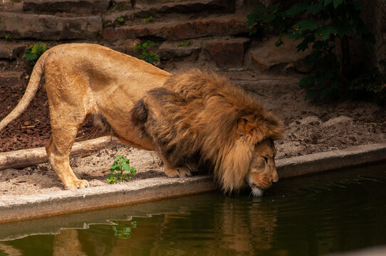 Lion on the bank of the pond drinking water