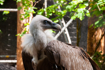 Vulture with head turned in profile (Gyps himalayensis). Huge vulture,vulture in the zoo