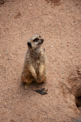 Fototapeta premium Cheerful meerkat sits on two paws.Cute meerkat.,meerkat on the lookout