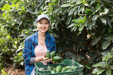 Happy gardener woman posing with full avocado boxes among trees in a large fruit farm