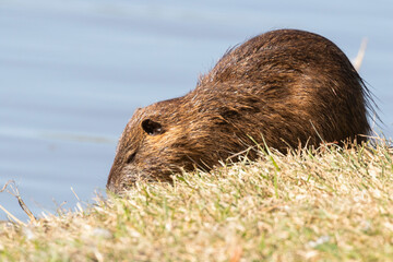 The nutria (Myocastor coypus) at Resoft park, Texas, USA