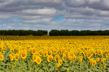 field of tulips
