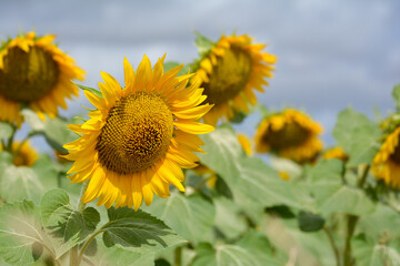 Fototapeta premium field of sunflowers