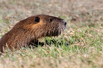 The nutria (Myocastor coypus) at Resoft park, Texas, USA