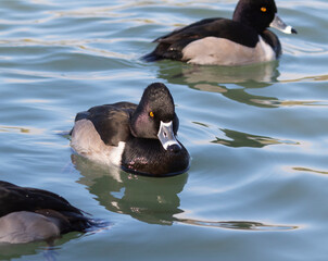 The ring-necked duck (Aythya collaris), Texas