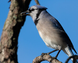 Blue jay (Cyanocitta cristata) at Hermann park, Houston