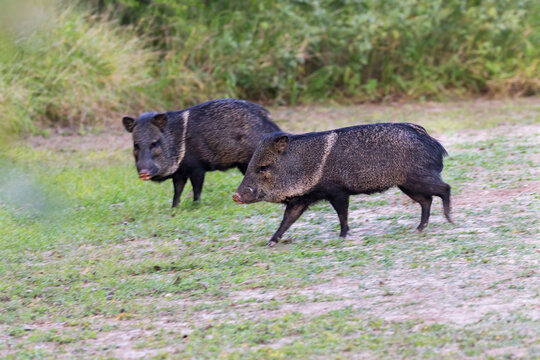 Two collared peccaries (Dicotyles tajacu) at  Bentsen-Rio Grande Valley State Park, Texas