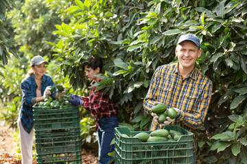 Smiling successful man farm owner holding local ripe avocados in hands during harvesting season