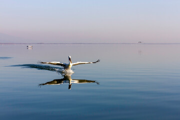 Dalmatian pelican just touching the water surface of Lake Kerkini, in Serres region, Macedonia, Greece, Europe. 