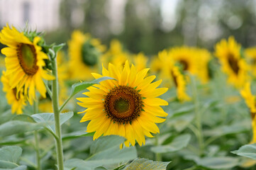 Fresh Sunflower blooming in the morning sun shine with nature background in the garden, Thailand.