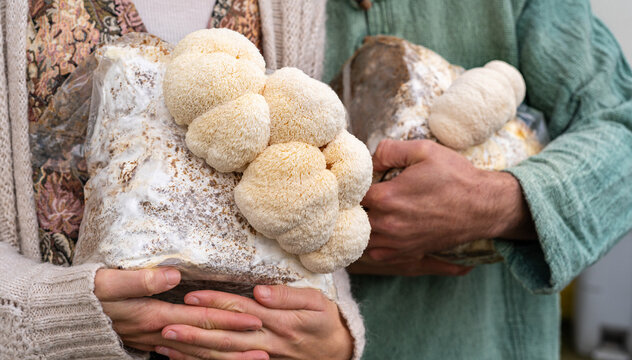 Close-up of farmers holding in hands grown medium with lion mane mushrooms. Healthy food.