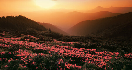 flowering pink rhododendron flowers, amazing panoramic nature scenery