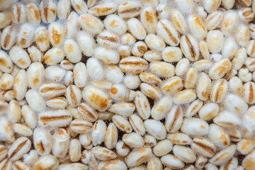 Koji barley, whole grain barley inoculated with spores of Aspergillus Oryzae
