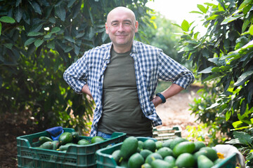 Portrait of happy man owner of farm standing with box of freshly picked avocados in garden during...