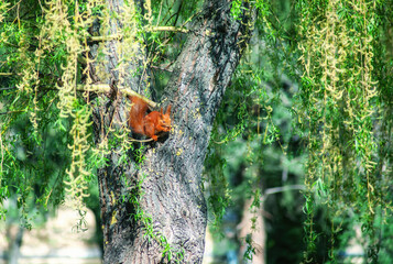 Obraz premium Cute small Eurasian red squirrel sitting on willow tree and eating nuts