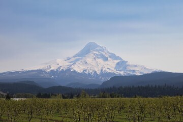 Obraz premium Majestic Mount Hood on a clear day: A Photogenic Beauty