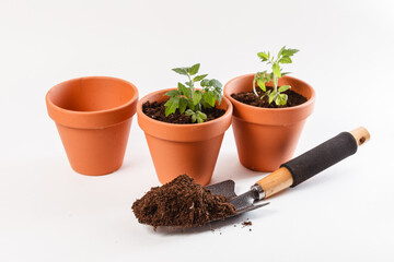 Young tomato seedling in a clay pot