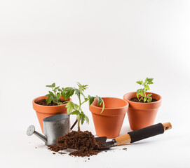 Young tomato seedling in a clay pot