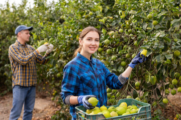 Smiling female farmer holding branches of lemon tree with lemons, picking fruits during harvesting...