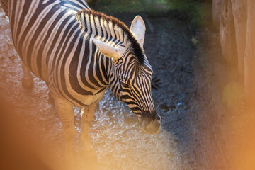 Fototapeta na wymiar Portrait of a Zebra - Hippotigris. The background is bright