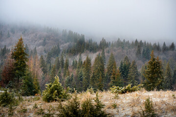 Colorful Carpathian forest. Deep green colors and fog