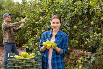 Joyful successful young woman farmer in plaid shirt holding fresh lemons in hands during harvesting...