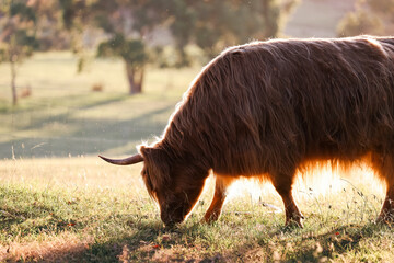 Single highland cow in field standing in golden afternoon sun