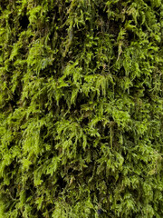 Green moss texture background