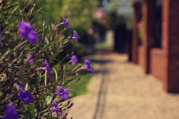 Arbusto de flores violetas en vereda de paisaje urbano 