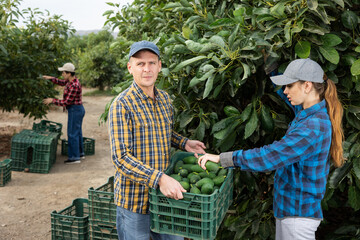 Skilled young man and woman farmer workers in plaid shirt harvesting fresh avocados during work on...