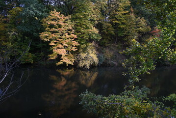 autumn in the park by the river