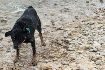 Shaking wet rottweiler